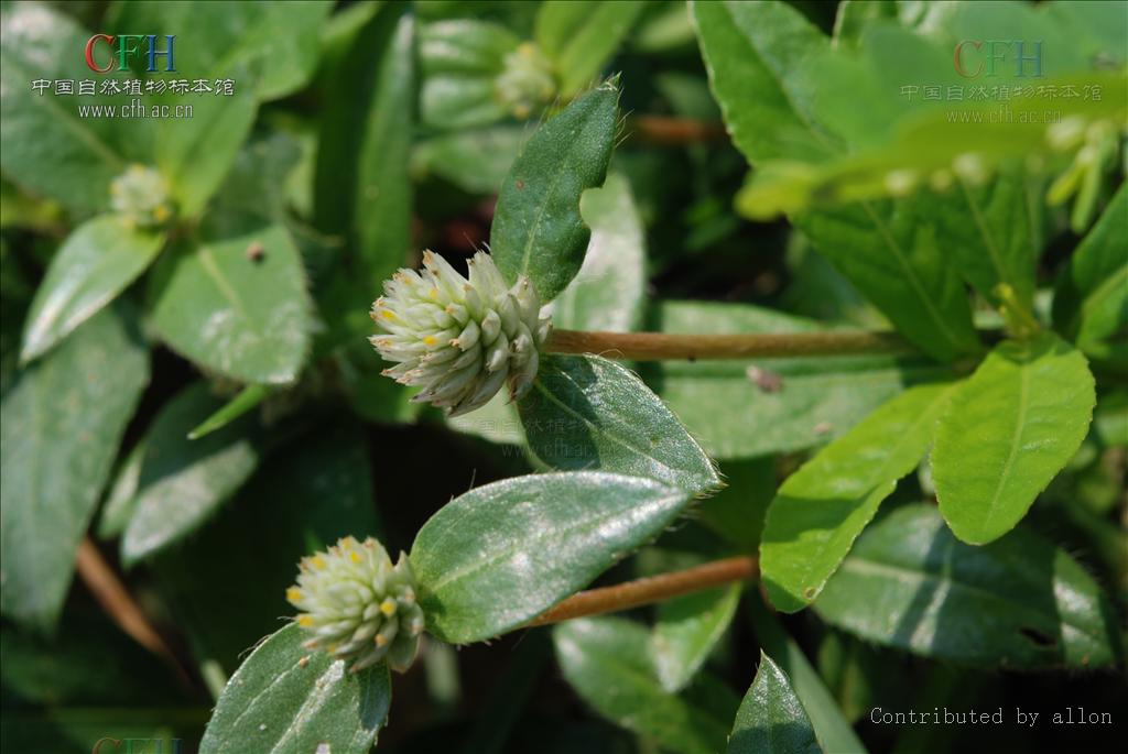 p>白花苋属属于苋科,总共有10种,分布于亚洲和非洲的热带至温带地区