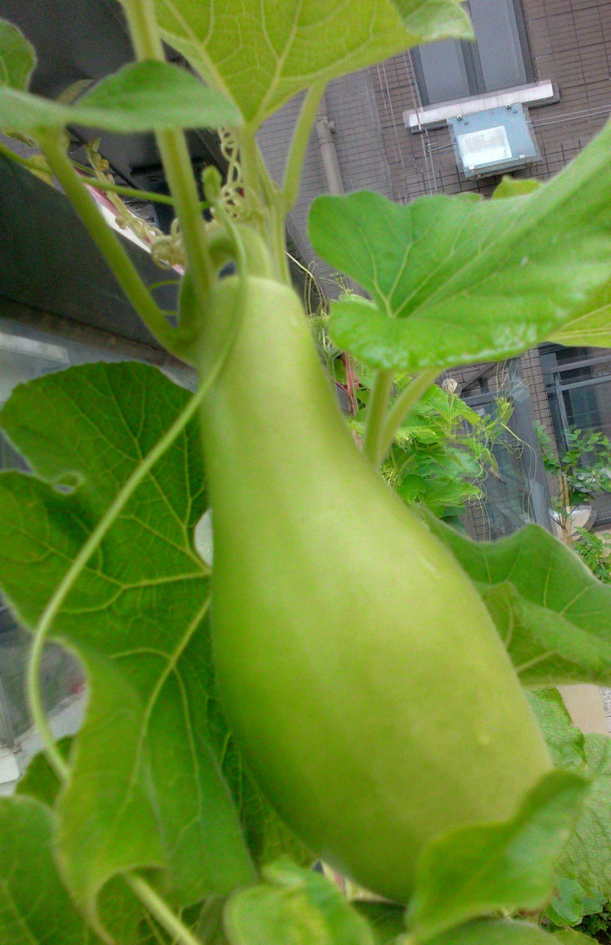  p>瓠瓜,为 a target="_blank" href="/item/葫芦科">葫芦科 /a> a