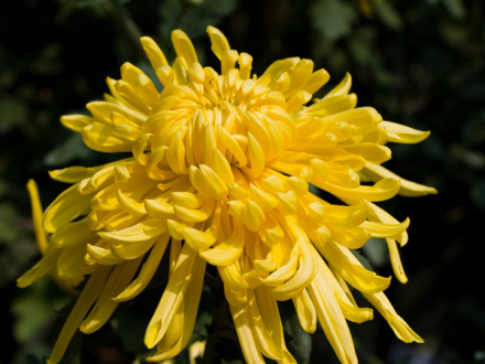 黄菊花