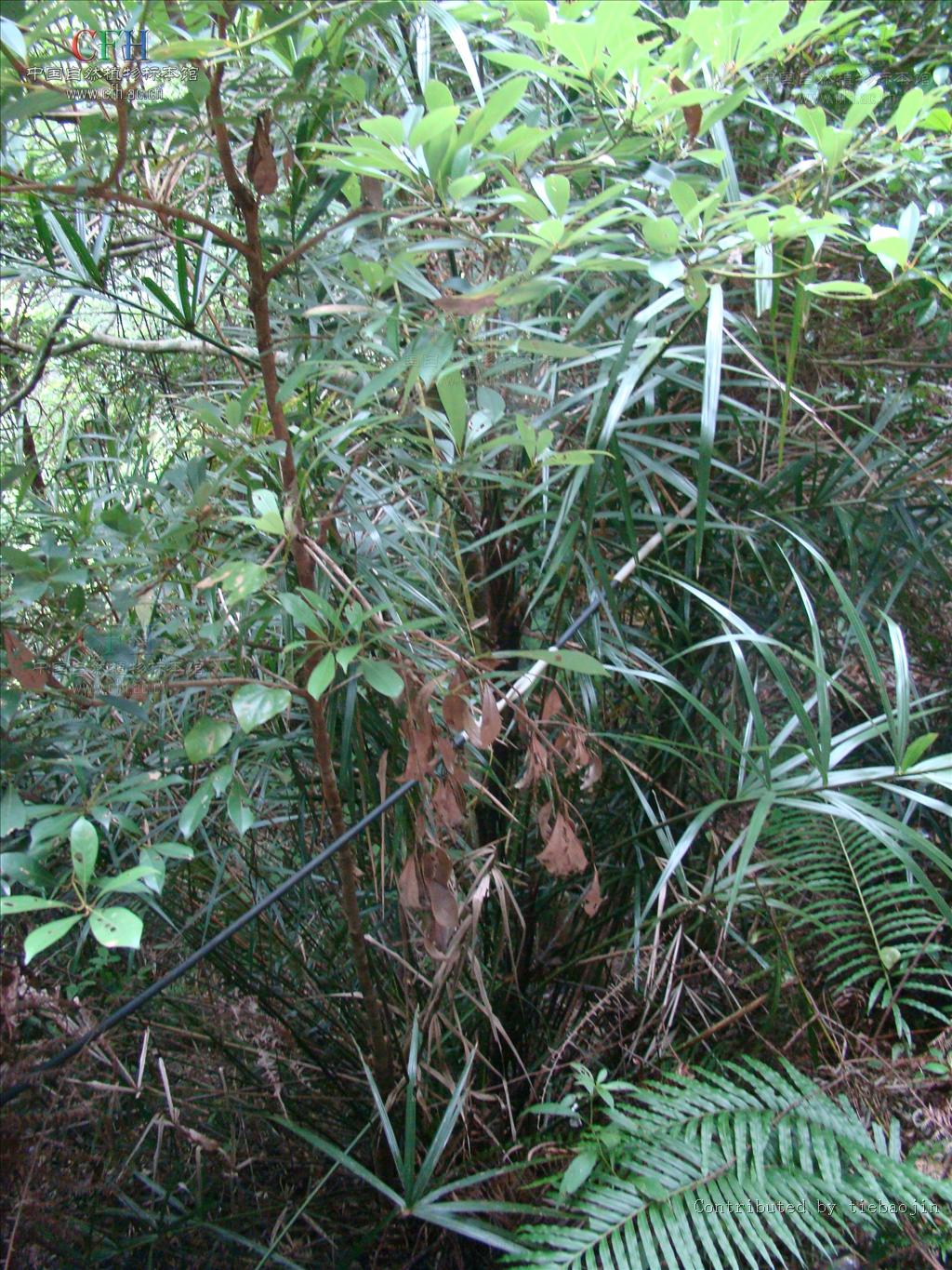  p>棕榈科,省藤属,簇生,有刺藤本;茎纤弱,常高攀;叶羽状全裂,中轴有时