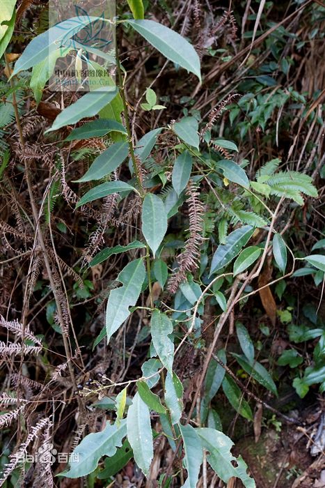 锐尖山香圆(原变种)