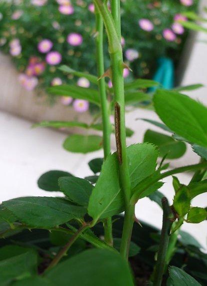 蔷薇三节叶蜂