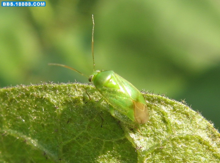  p data-id="gnwr9rd5rk">蝽象有三点盲蝽,绿盲蝽,苜蓿盲蝽(褐盲蝽)