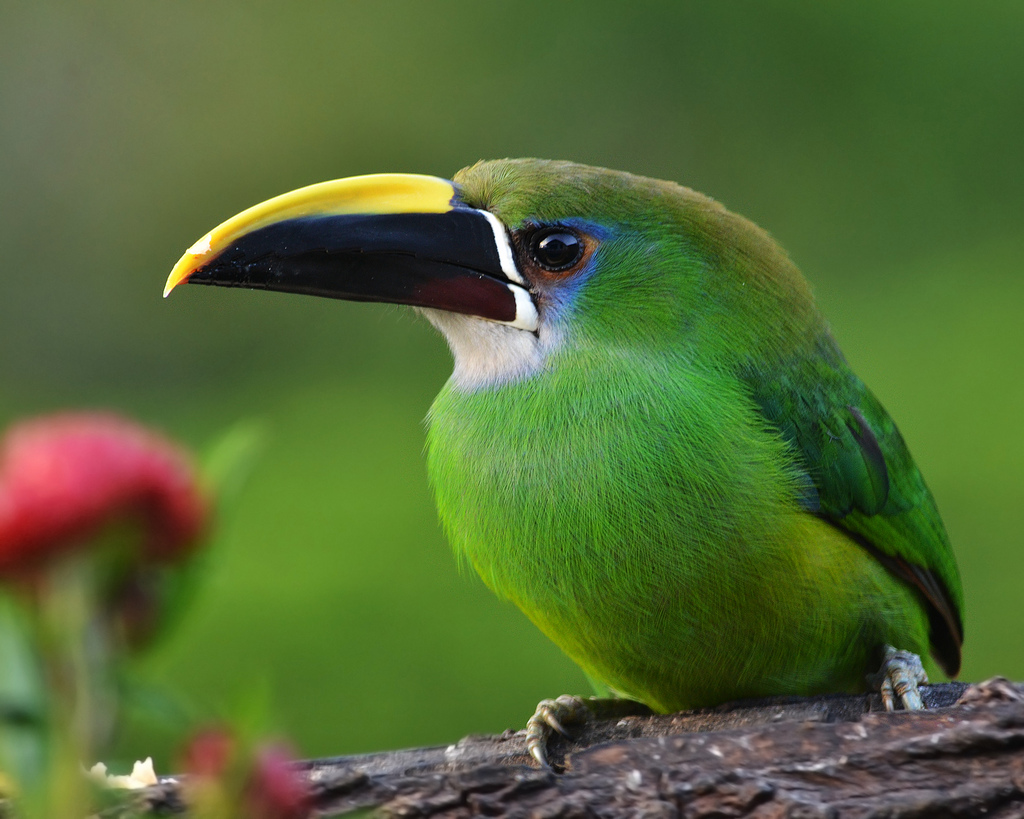  p>绿巨嘴鸟(emerald toucanet), a href="#" data-lemmaid="1194548"