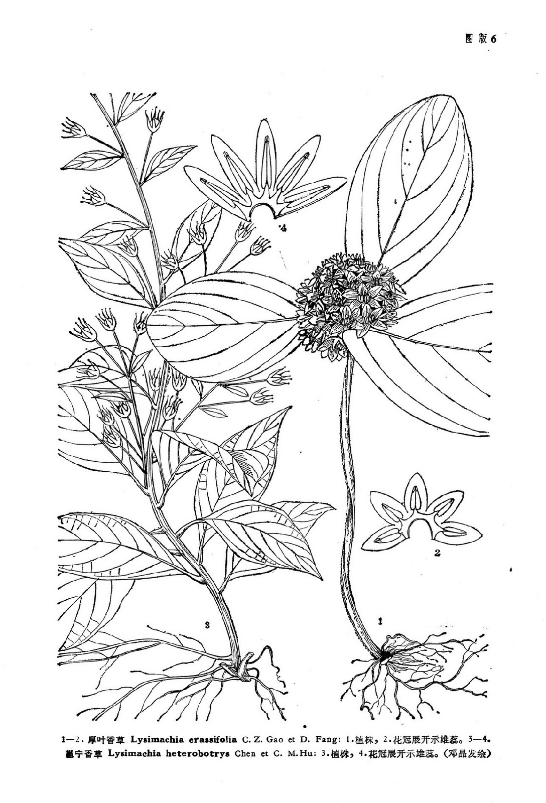  p>邕宁香草(学名:lysimachia heterobotrys)为 a target="_blank"