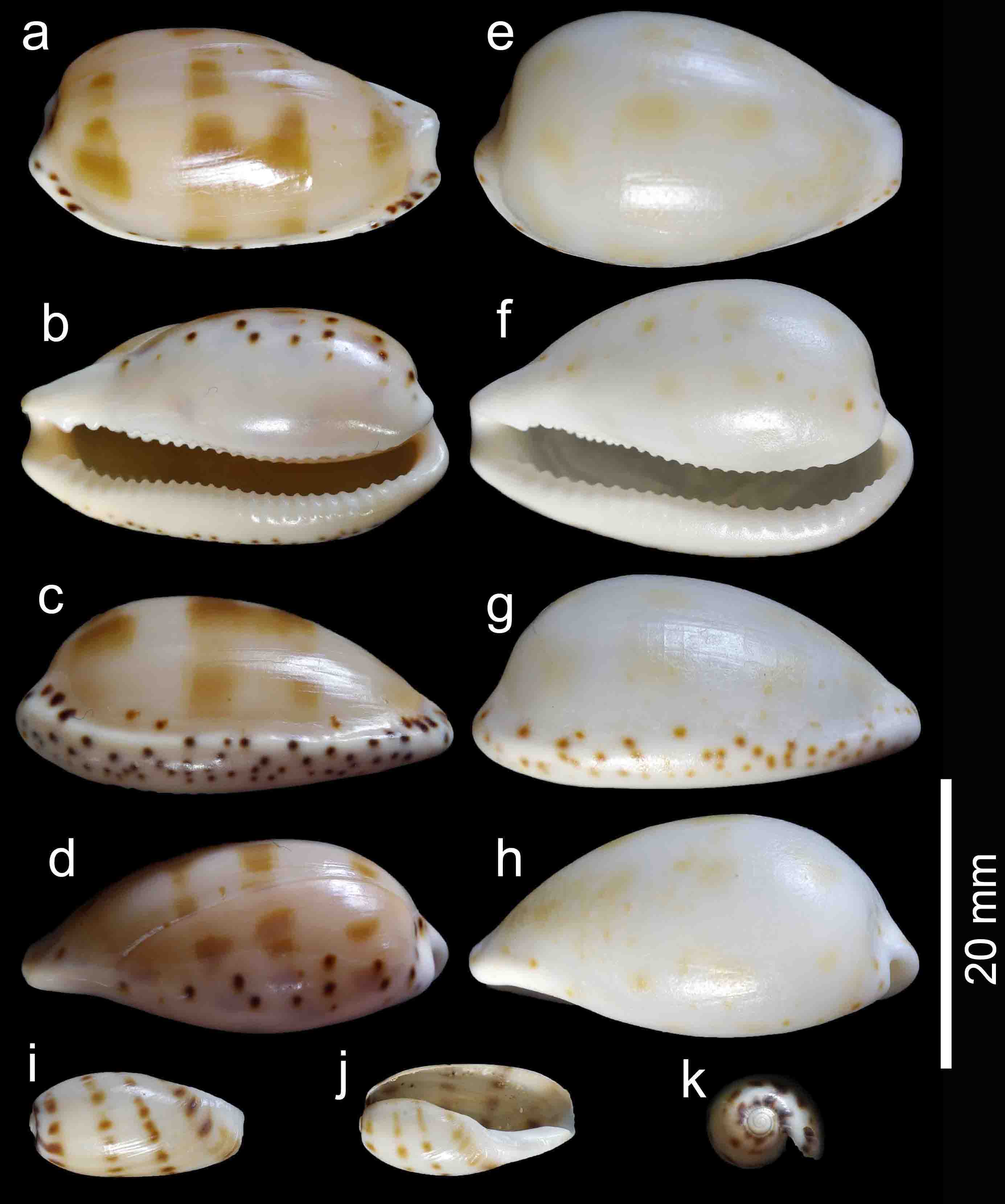  p>缎带宝螺(学名:blasicrura pallidula pallidula