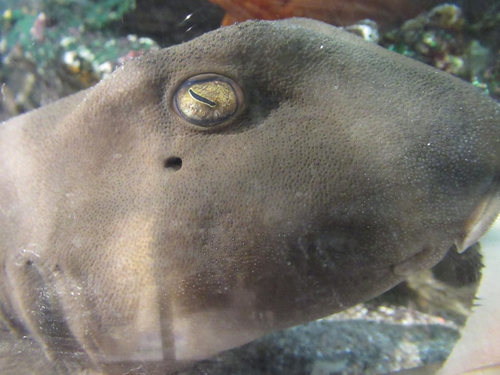 heterodontus  japonicus