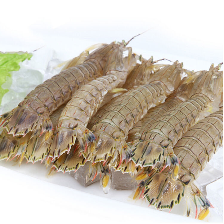  p>皮皮虾全为海生.