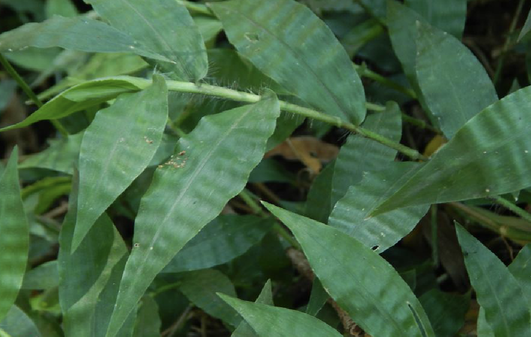  p>竹叶草(学名: i>oplismenus compositus  /i>(l.) beauv.