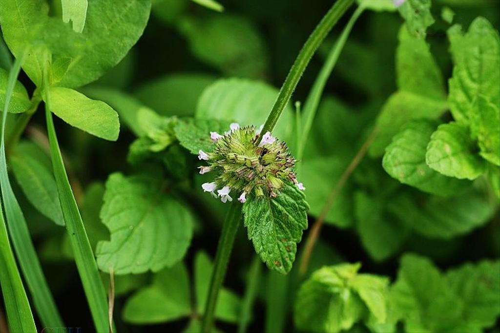  a href="#" data-lemmaid="3113946">风轮菜属 /a>多年生草本,高可达