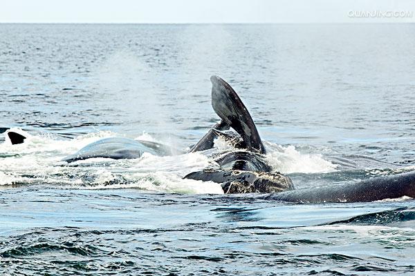  p>黑露脊鲸(拉丁学名: i>eubalaena glacialis /i> borowski),体肥胖