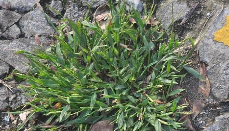  p>紫马唐,别名:五指草,拉丁文名:digitaria violascens link.