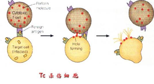 Tc细胞_百度百科