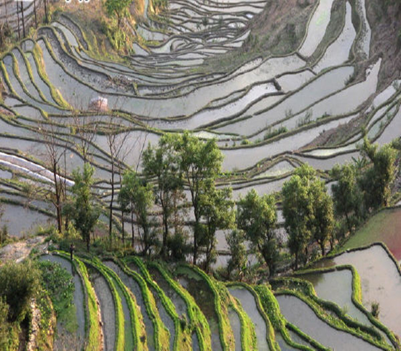  p>老虎嘴,桃叶鸦葱:多年生草本.