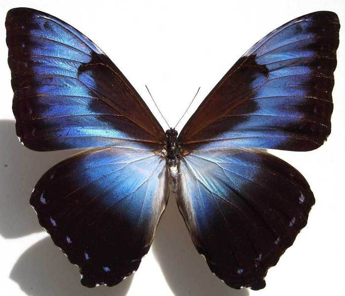  p>月神闪蝶(学名:morpho cisseis)前足相当退化,短小无爪.