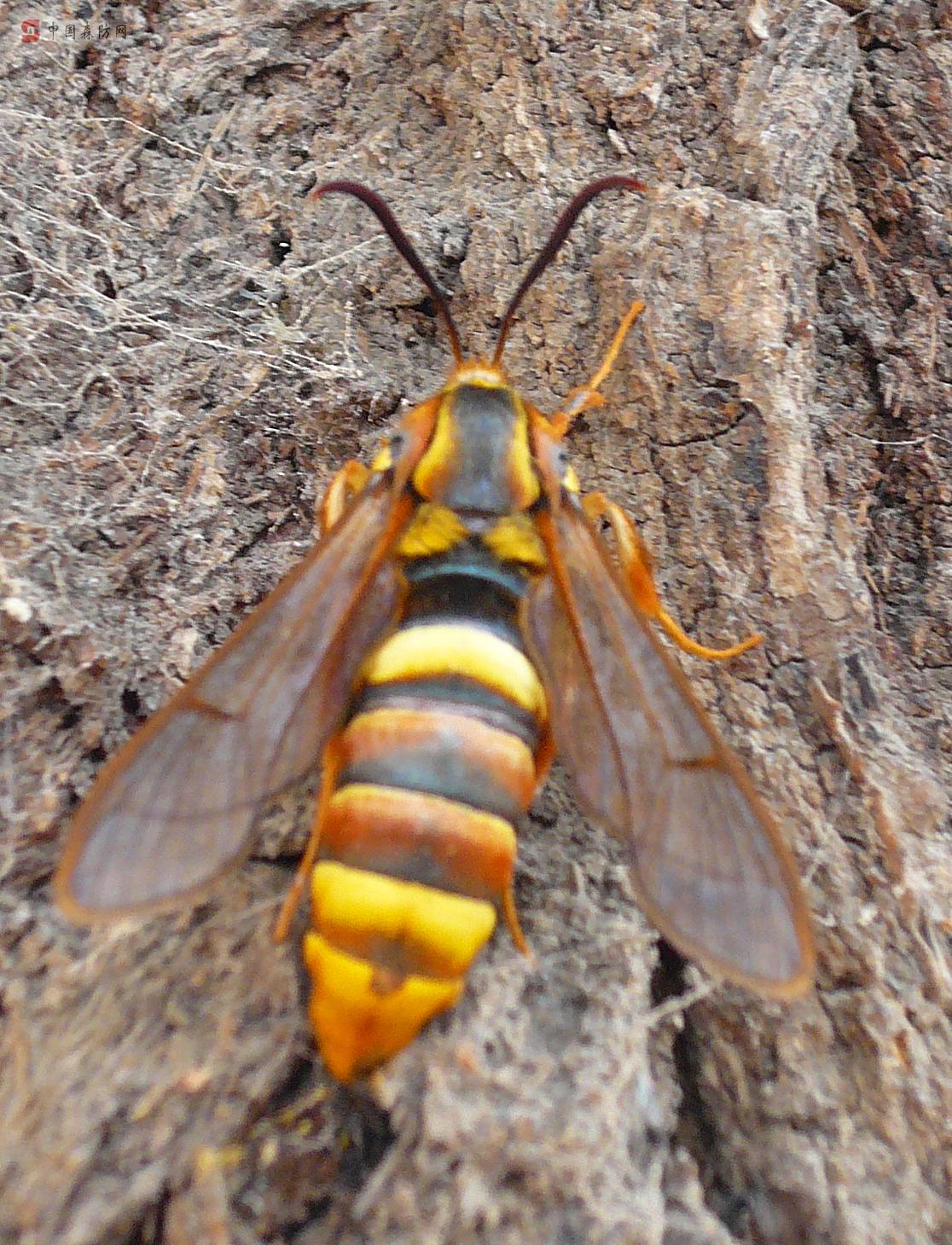  p>透翅蛾( i>aegeriidae) /i>鳞翅目(lepidoptera) a href="#" data