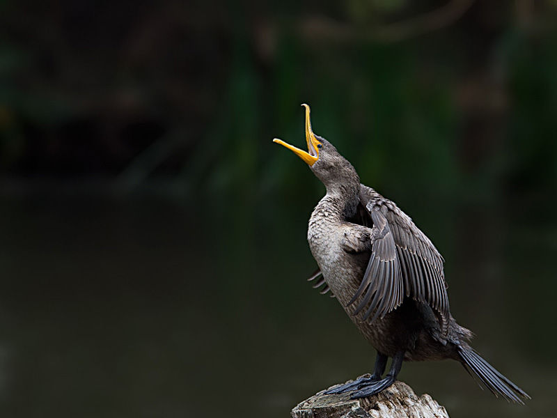  p>黑颈鸬鹚(学名: i>phalacrocorax niger /i>),中型水鸟,体长50~51