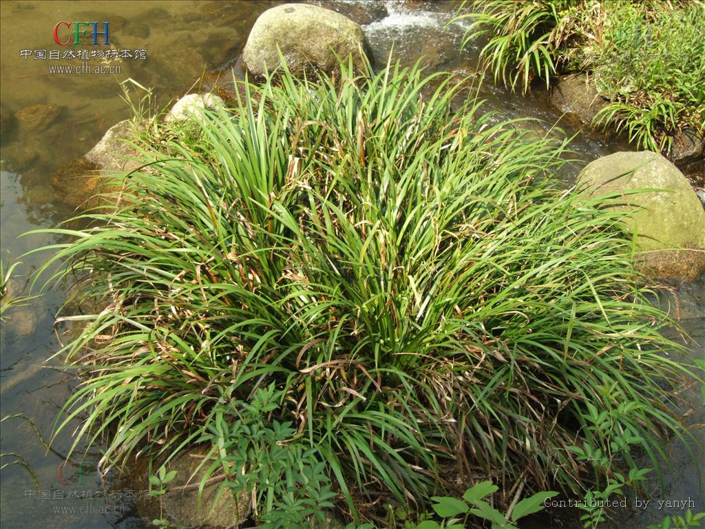  p>菖蒲属(学名:acorus l.