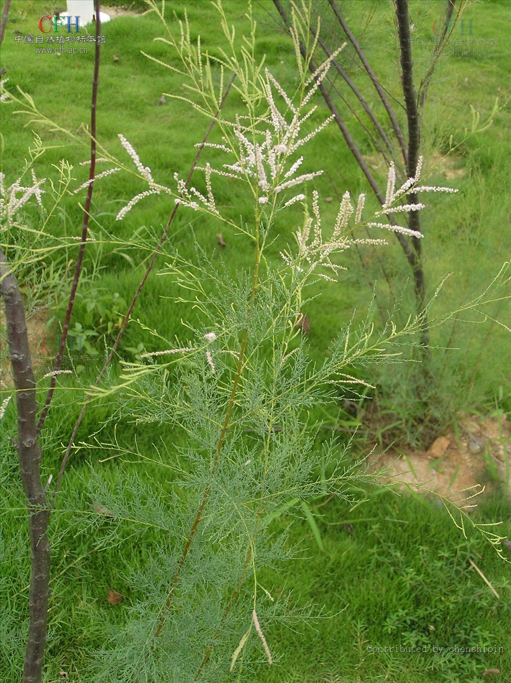  p>柽柳属( i>tamarix /i> linn.