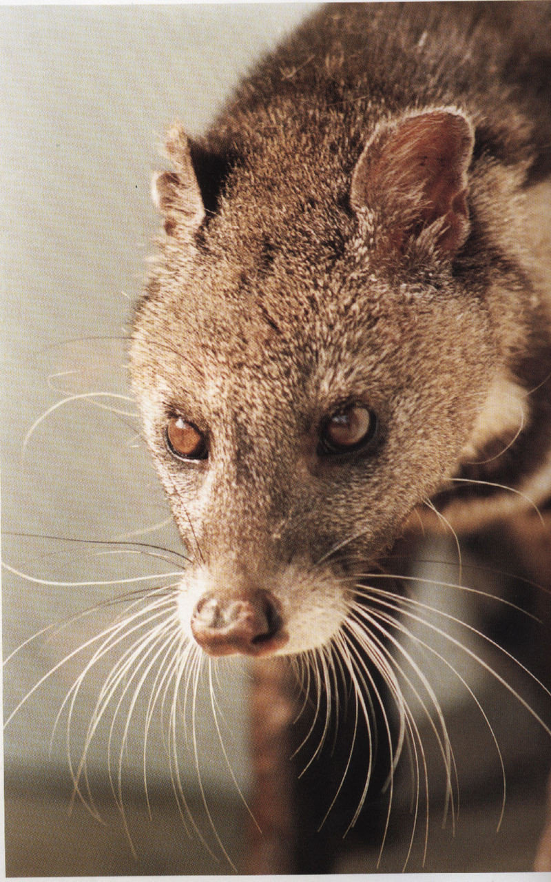 大灵猫华东亚种