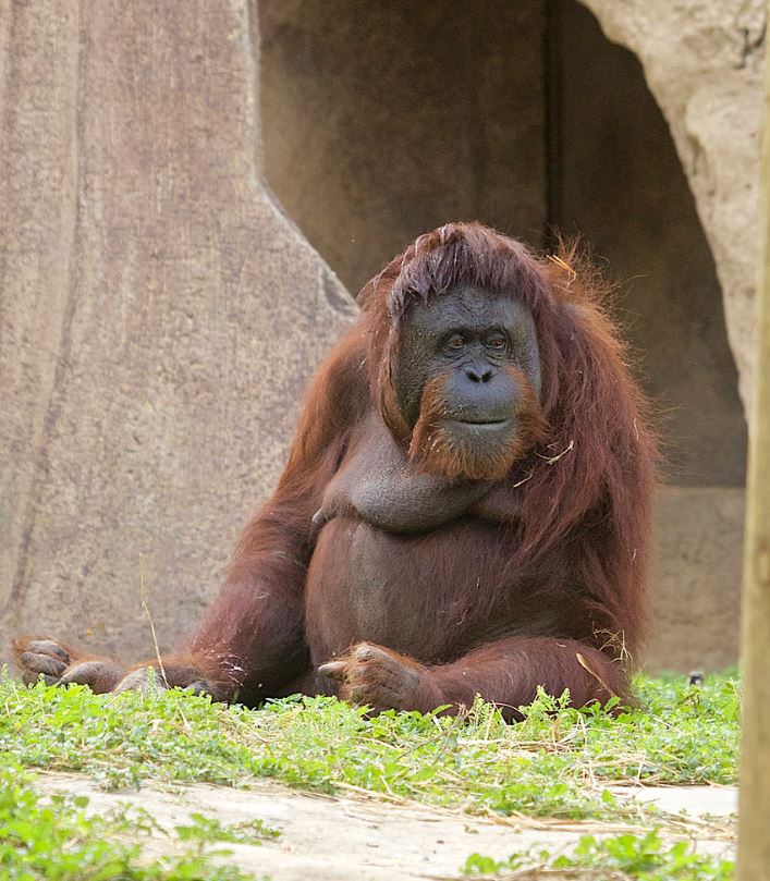 目猩猩科的一属,共有三种,即婆罗洲猩猩与苏门答腊猩猩与达班努里猩猩