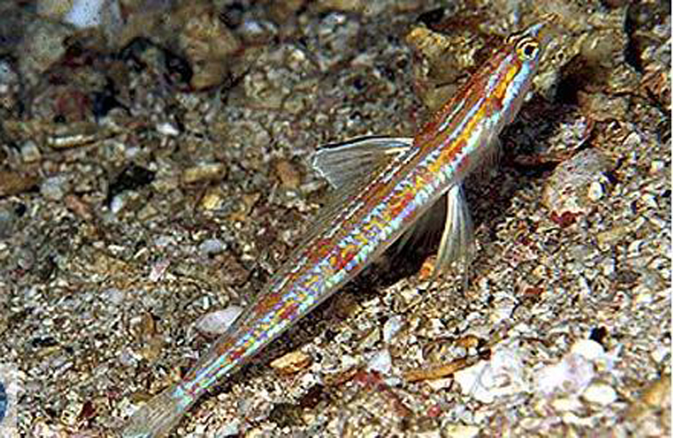  p>大眼青眼鱼(学名:chlorophthalmus albatrossis)为青眼鱼科青眼鱼