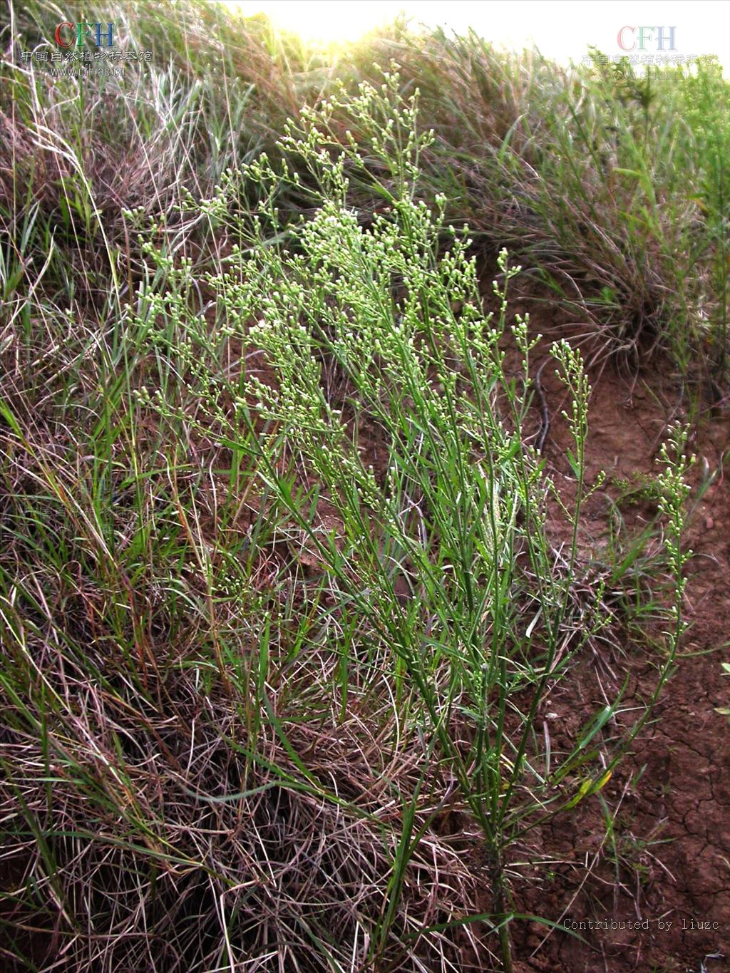  p>白酒草属为 a target="_blank" href="/item/双子叶植物纲/229183"