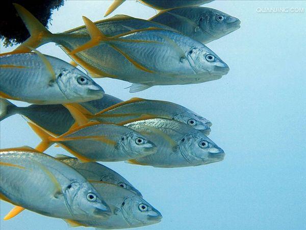 id="tifmeee8uldt">竹荚鱼是鲈形目鲹科竹荚鱼属鱼类,别名真鲹,巴怂