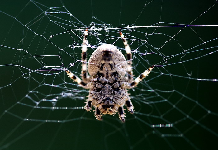 蜘蛛