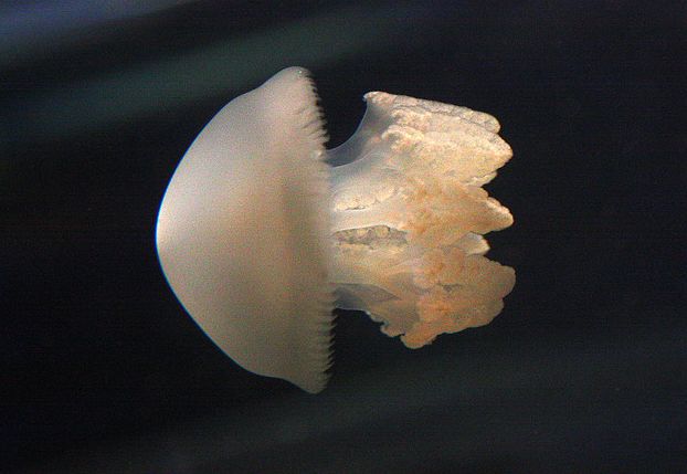 (学名: i>catostylus mosaicus /i>)是钵水母纲根口水母目的海洋生物