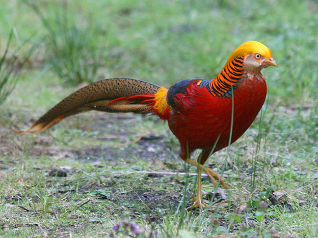 红腹锦鸡