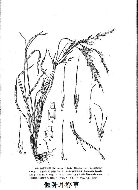 garnotia var.decumbens