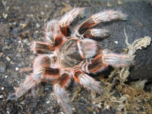  p>红玫瑰蜘蛛原产于智利的荒漠中.