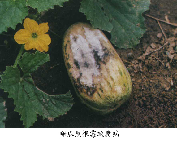 甜瓜黑根霉软腐病