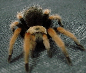 哥伦比亚红脚蜘蛛