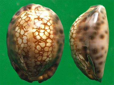  p>石胎宝螺(学名:mauritia maculifera scindata)是腹足纲宝螺科的 a