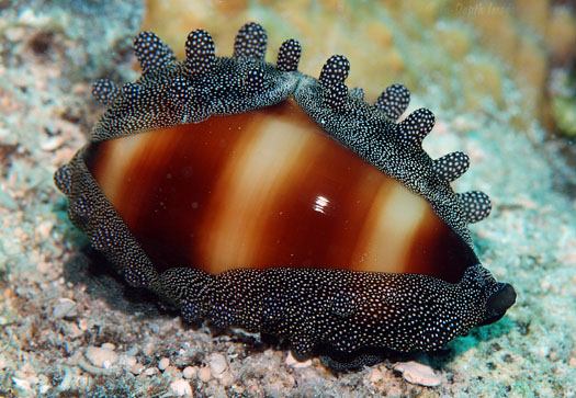  p>酒桶宝螺(学名:talparia talpa talpa)又名是 a href="#" data