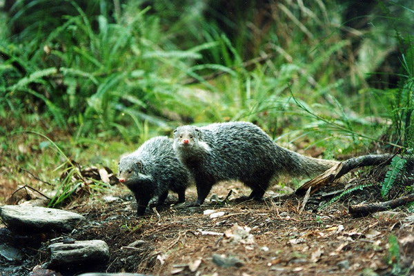  p>食蟹獴(拉丁学名: i>herpestes urva /i>)也叫山獾,石獾,水獾,白猸