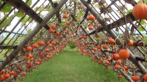 太空育种即航天育种,也称空间 a target="_blank" href="/item/诱变