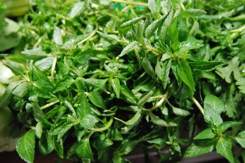  p>水香薷(学名: i>elsholtzia kachinensis /i>  prain):铺散草本,茎