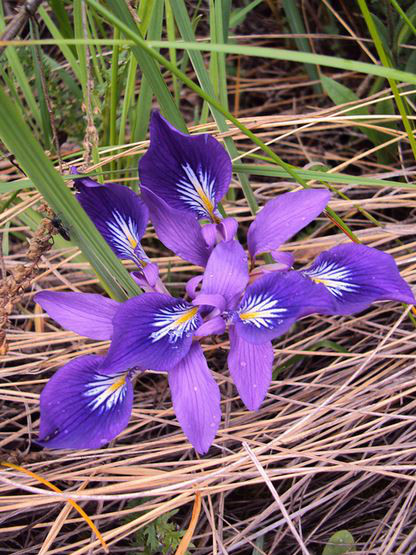  p>紫苞鸢尾(学名: i>iris ruthenica /i>  ker gawl.