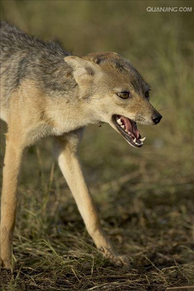  p>黑背胡狼(学名: i>canis mesomelas /i>):个头较小,长相似狗,行动