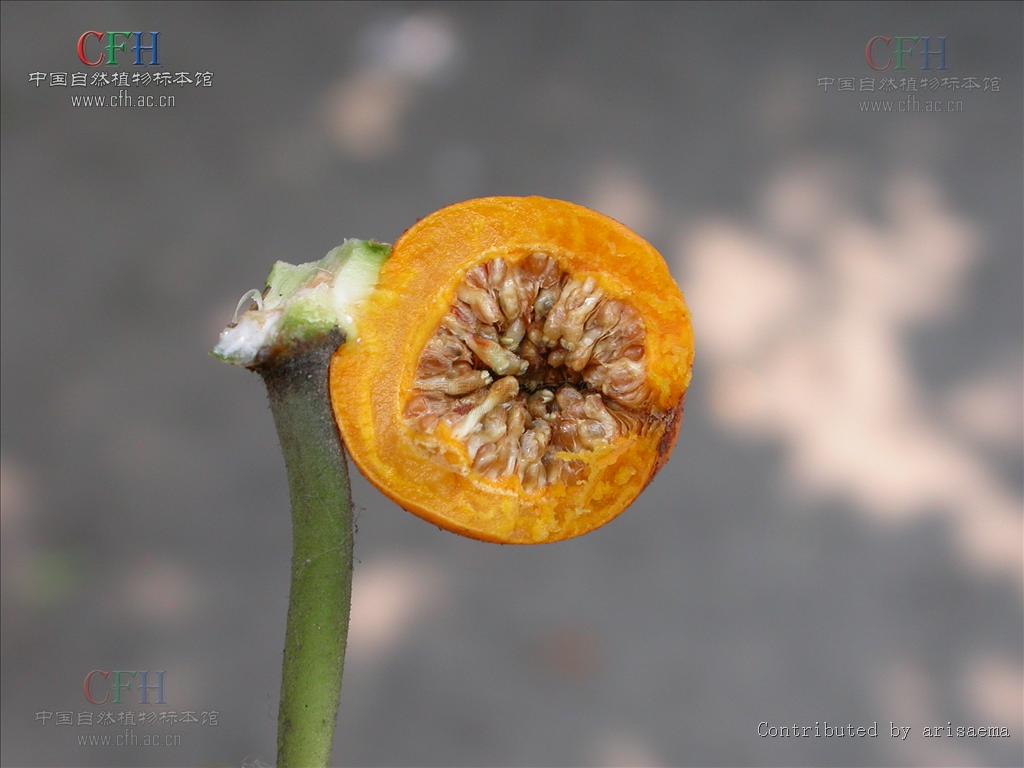  p>高山榕(学名: i>ficus altissima /i>)属 a href="#" data-lemmaid