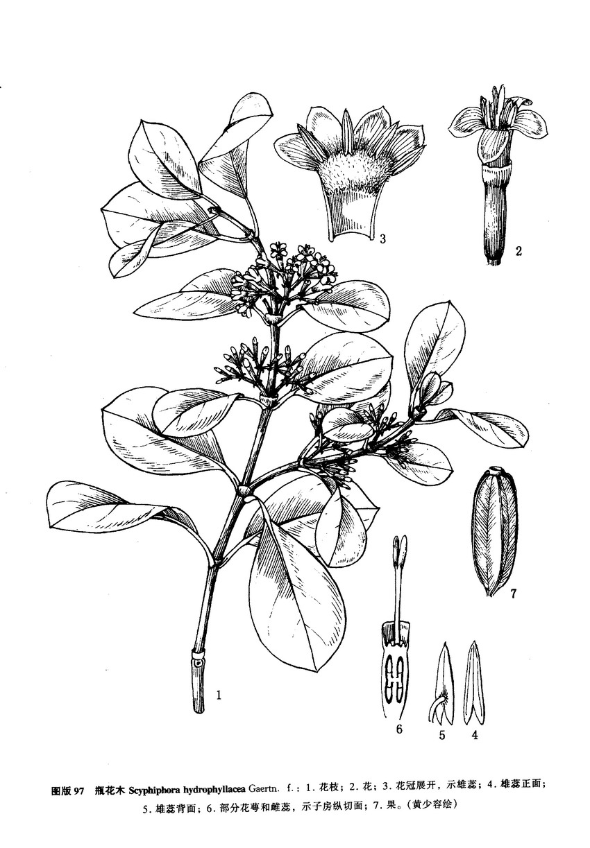 1种,分布于印度至加罗林群岛,我国海南岛亦产之,为海岸碱滩植物之一
