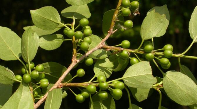 是鼠李科,鼠李属 a target="_blank" href="/item/灌木/1520017"