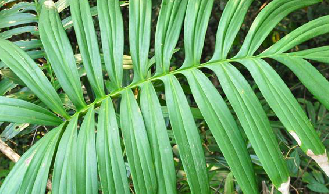  p> b>粗茎崖角藤 /b>(学名: i>rhaphidophora crassicaulis /i>),是 