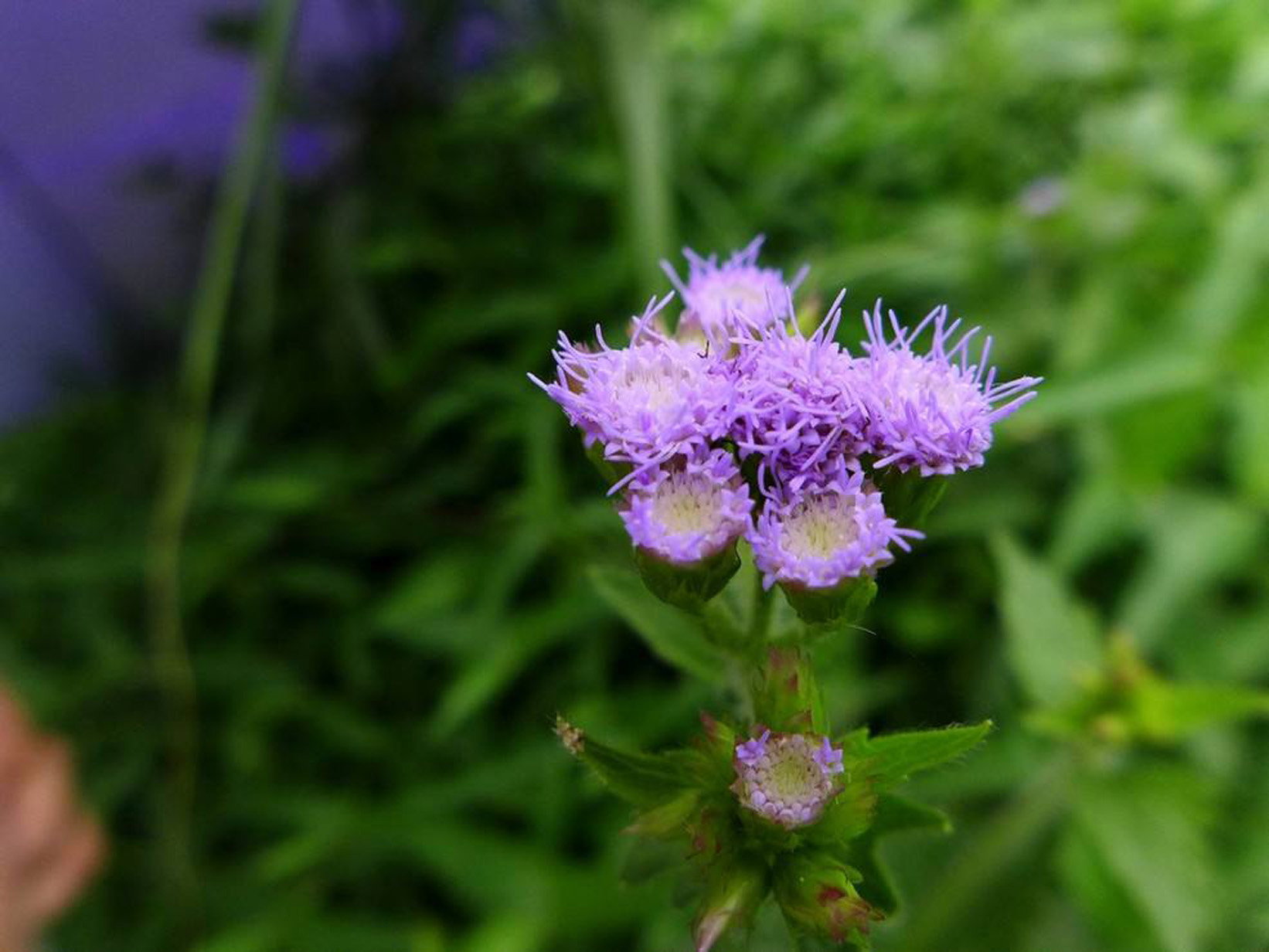  p>藿香蓟(学名: i>ageratum conyzoides /i>  l.