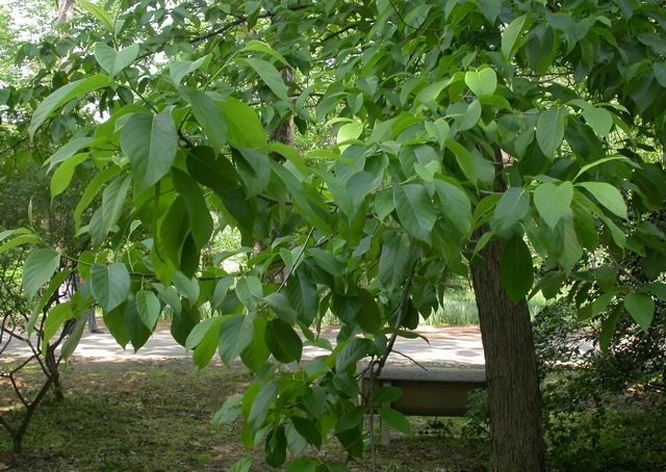  p>蓝果树(学名: i>nyssa sinensis  /i>oliv.