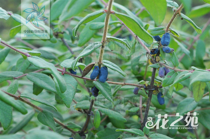 蓝靛果(变种)