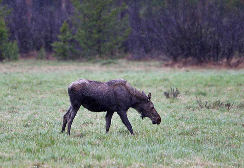  p>北美驼鹿( a href="#" data-lemmaid="8074290">学名 /a>: i>alces